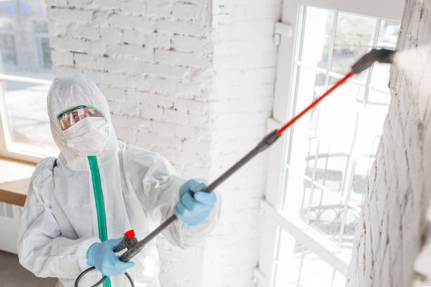 Reliable Shorewood Forest, IN Mold Removal Solutions